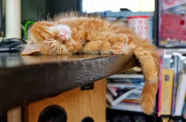 Red Main Coon kitten — Stock Photo, Image