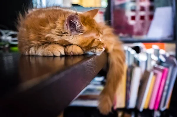 Červené Main Coon kitten — Stock fotografie