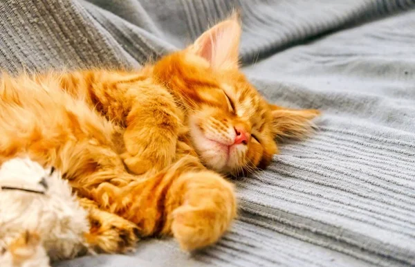 Czerwony Main Coon kitten — Zdjęcie stockowe