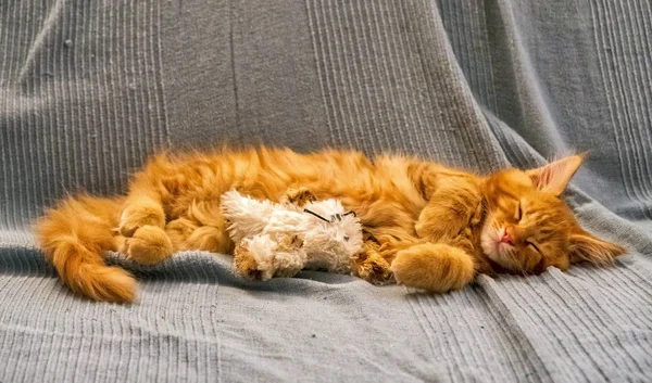 Red Main Coon kitten — Stock Photo, Image