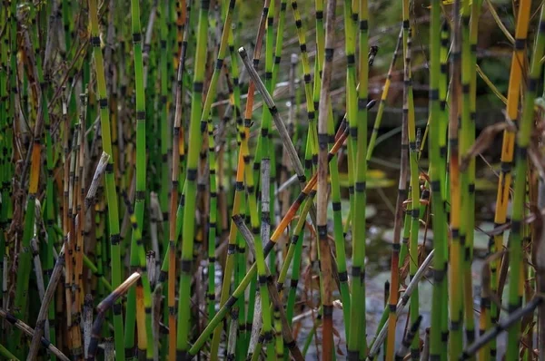 Paysage néerlandais en été — Photo