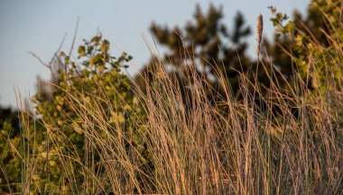 Hollandalı günbatımı ormanda