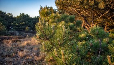 Hollandalı günbatımı ormanda