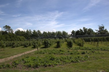 Flamanca çilek çiftlik 