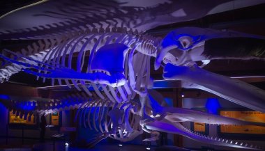 Balina iskeleti Müzesi