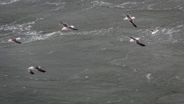 Hollandalı bir tüylü kuş yakın görüntü