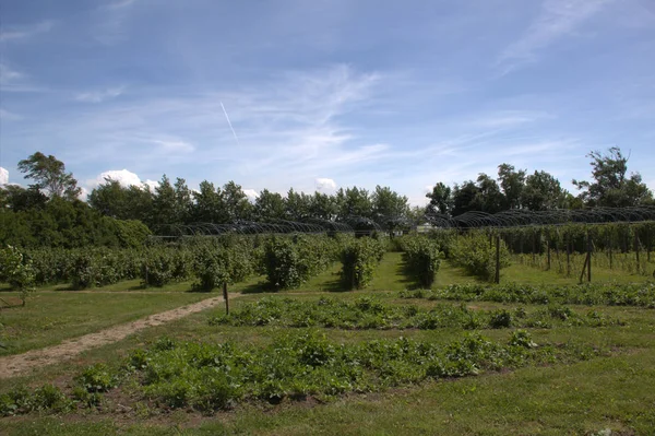 Holenderski truskawka farm — Zdjęcie stockowe