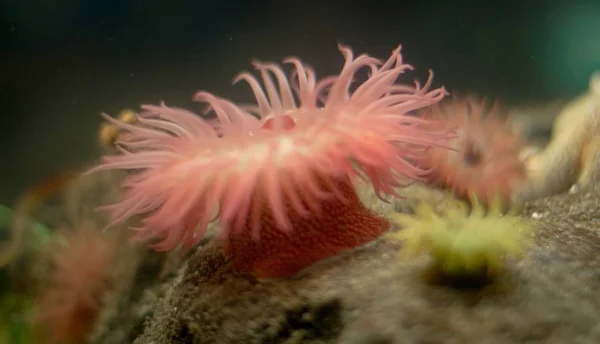Ubur-ubur Belanda di akuarium — Stok Foto