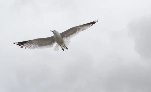 Nauwe beeld van een Nederlandse gevederde vogel — Stockfoto