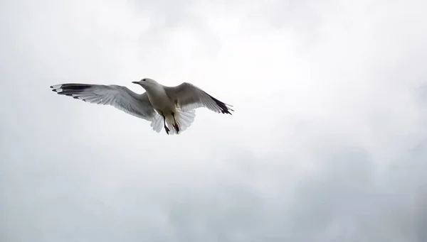 Imagem de perto de um pássaro de penas holandês — Fotografia de Stock