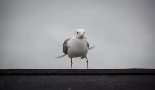 Image rapprochée d'un oiseau à plumes hollandais — Photo