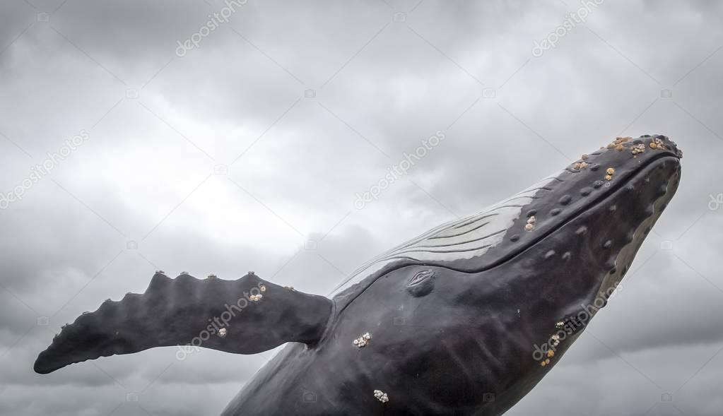 Whale jumps out of the water