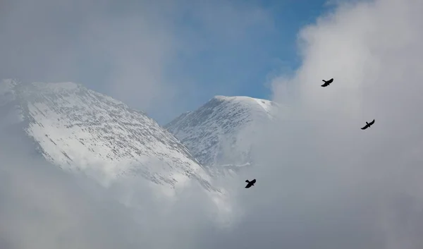 Dois pássaros voando na frente de uma nuvem nas montanhas — Fotografia de Stock