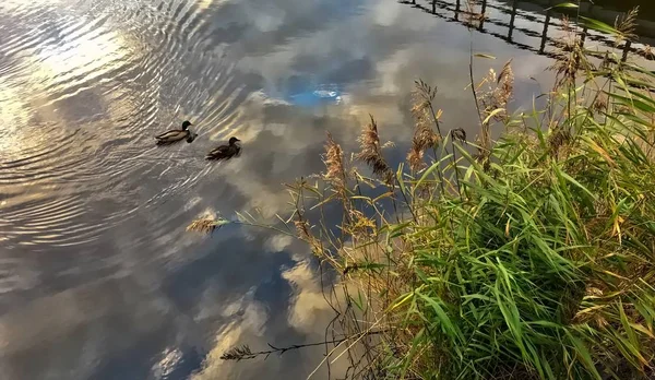 연못에 있는 오리 두 마리 — 스톡 사진