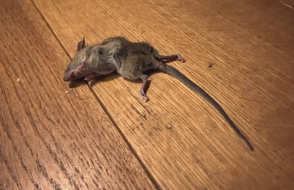 Death mouse on a wooden floor — Stock Photo, Image
