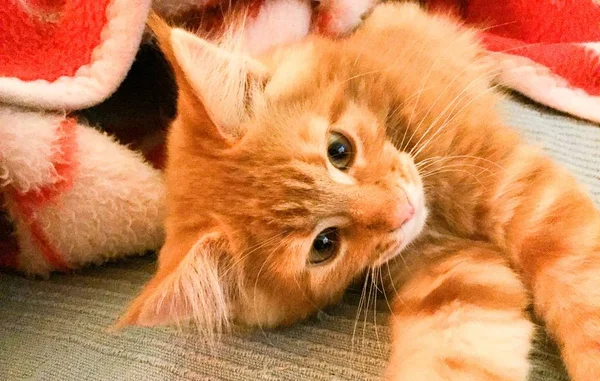 Red Maine Coon kitten — Stock Photo, Image