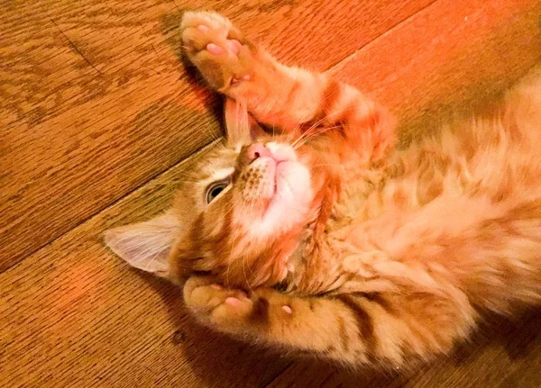 赤メインあらいくま子猫 — ストック写真