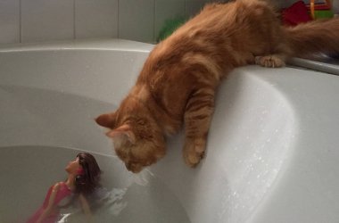 İskambil çevrede Maine Coon yavru kedi