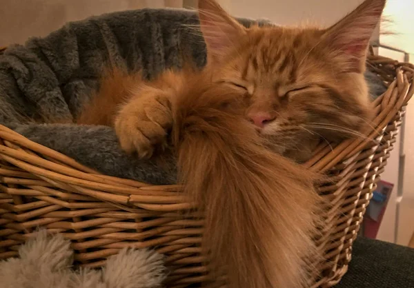 Maine Coon cica játék körül — Stock Fotó