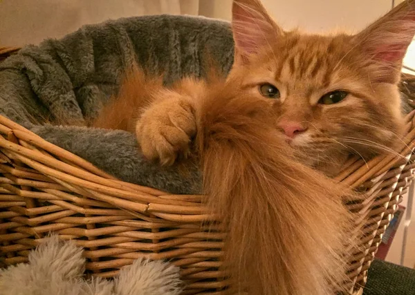 Maine Coon gatito jugando alrededor —  Fotos de Stock