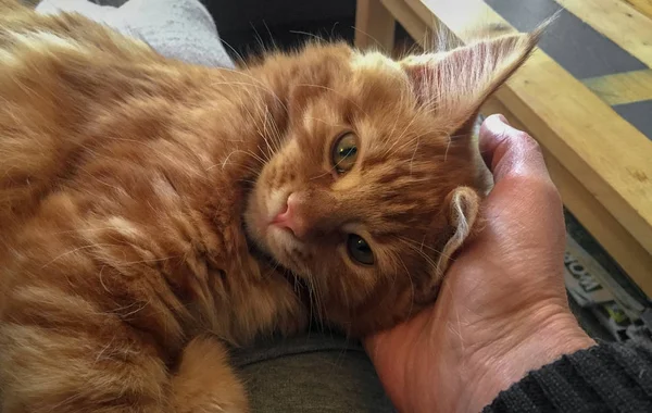 Maine Coon gatito jugando alrededor — Foto de Stock