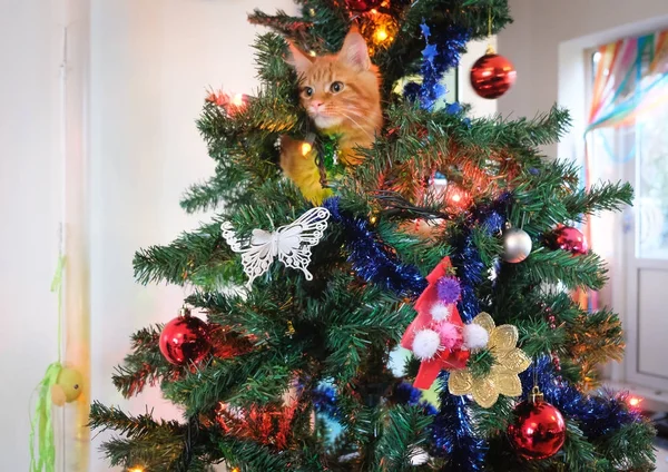 Maine Coon Kätzchen spielt herum — Stockfoto