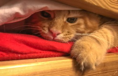 sevimli kırmızı maine coon yavru kedi