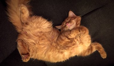 sevimli kırmızı maine coon yavru kedi