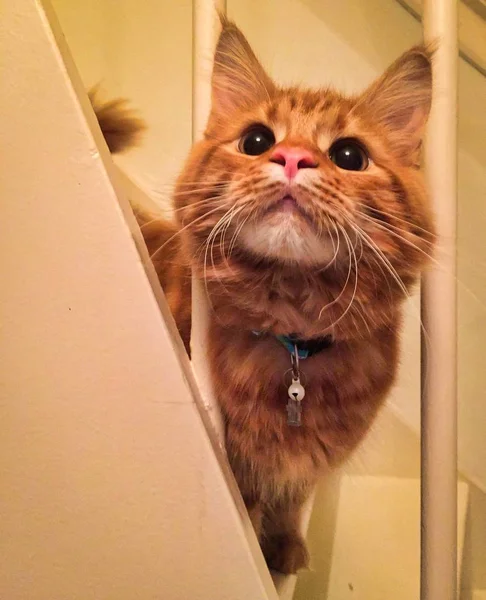 かわいい赤メインあらいくま子猫 — ストック写真