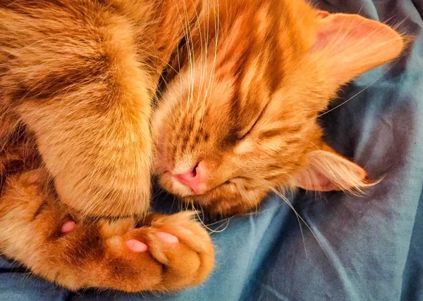 Lindo rojo Maine Coon gatito — Foto de Stock