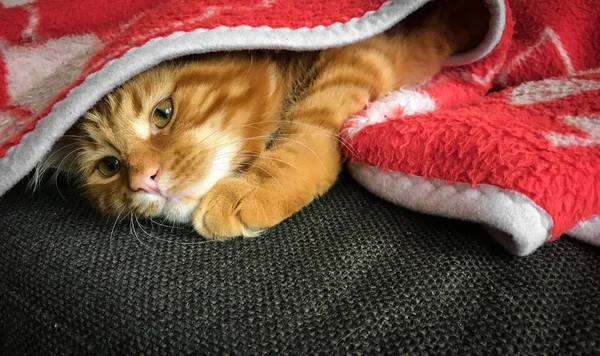 Mignon chaton rouge Maine Coon — Photo