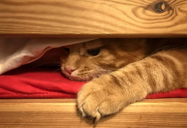 Lindo rojo Maine Coon gatito — Foto de Stock