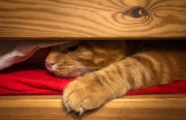 Bonito vermelho Maine Coon gatinho — Fotografia de Stock