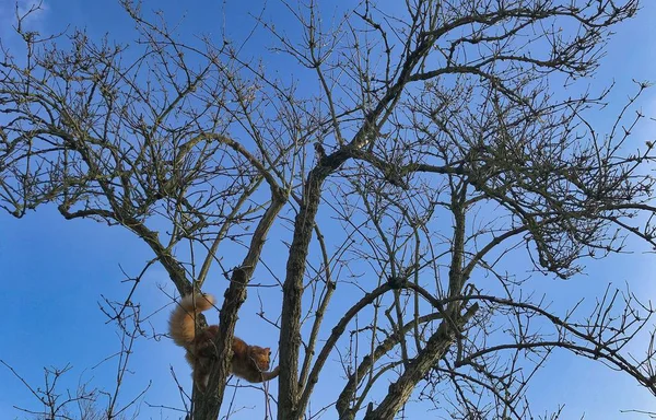 Gattino rosso del Maine Coon su un albero — Foto Stock