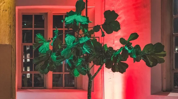 Interior del teatro holandés — Foto de Stock