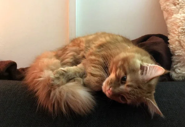 Милый красный мейн-кун-котенок — стоковое фото