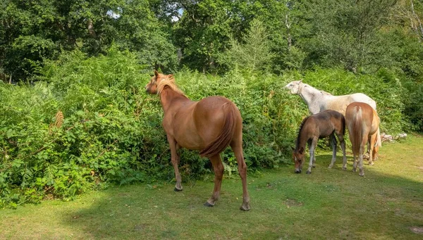 ニューフォレストの霧の中で馬が放牧されています — ストック写真