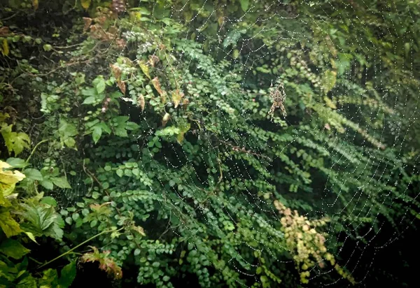 Aranha em teia de aranha com chuva e arbusto — Fotografia de Stock