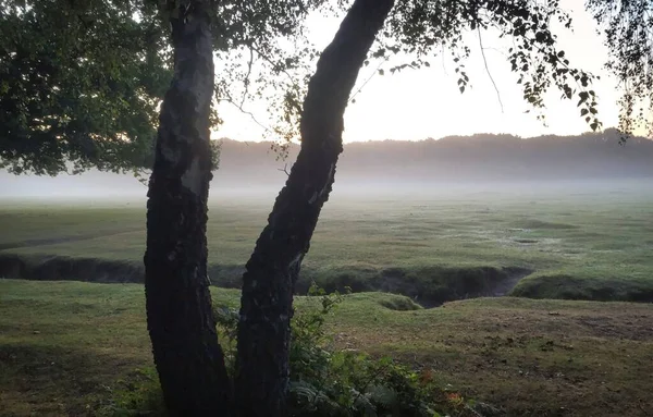Chevaux pâturage dans la brume dans newforest grand brittain — Photo
