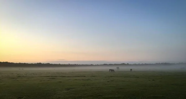 Cavalli al pascolo nella nebbia in newforest grande brittain — Foto Stock