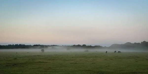 Cavalli al pascolo nella nebbia in newforest grande brittain — Foto Stock