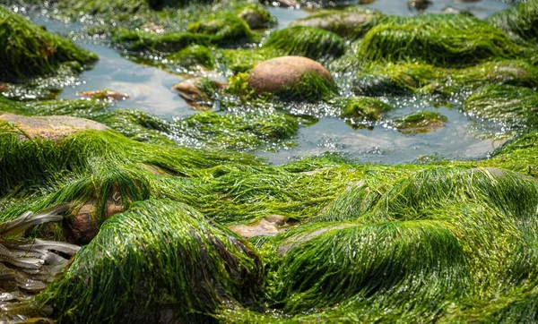 Batu dan lumut di dasar laut saat pasang surut di pantai jurrassic di selatan england, pantai charmouth — Stok Foto