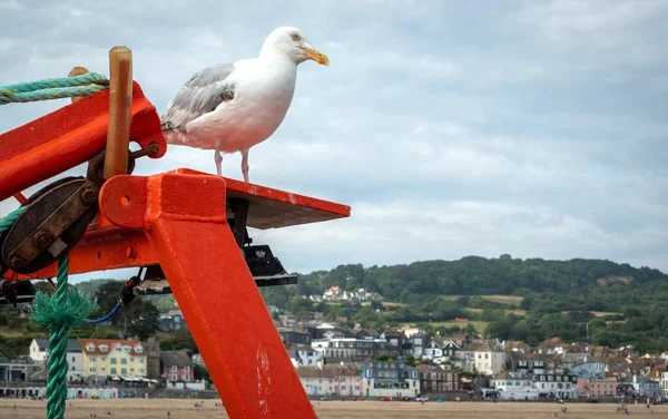 Seagull Solo Sulla Barca Rossa Destra Sulla Cima Del Pontile — Foto Stock