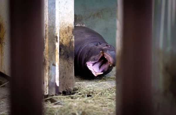 Saldırıdan Önce Tehlikeli Afrikalı Hippo Hippopotamus Amfibisi Ağzı Açık Aygırı — Stok fotoğraf