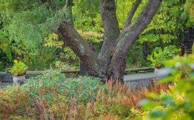 Hollanda, Rotterdam 'da, hayvanat bahçesi ormanlarındaki tropikal bitkiler.