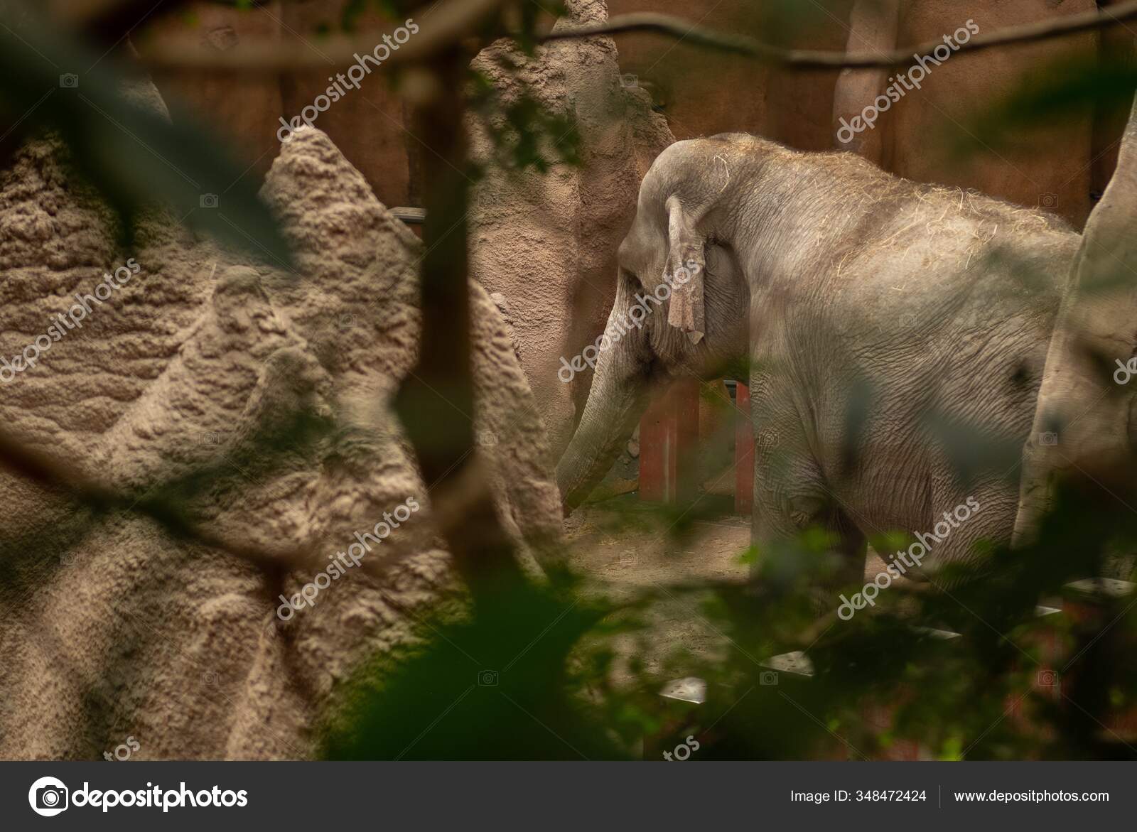 Sepak Bola Gajah Stok Foto