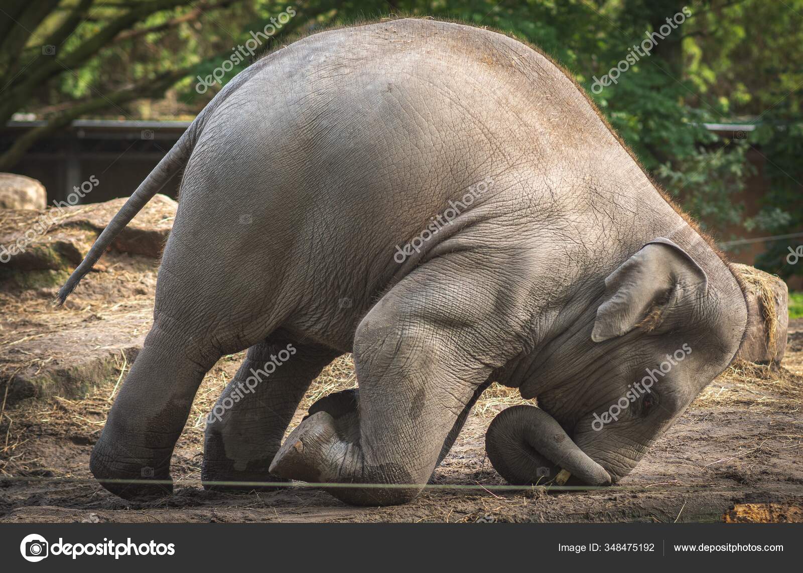 Sepak Bola Gajah Stok Foto