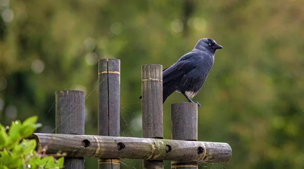 Vogel Zijn Natuurlijke Omgeving Van Bossen Planten Blijdorp Nederland Rotterdam — Stockfoto