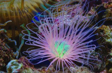 purple blue anemone coral in an aquarium in blijdorp rotterdam the netherlands clipart