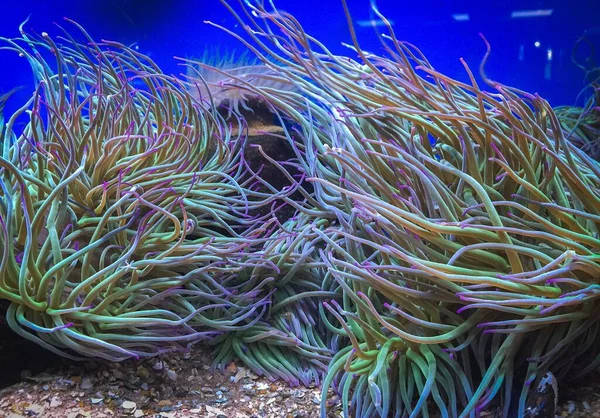 Koral Anemon Biru Ungu Akuarium Blijdorp Rotterdam Netherland — Stok Foto